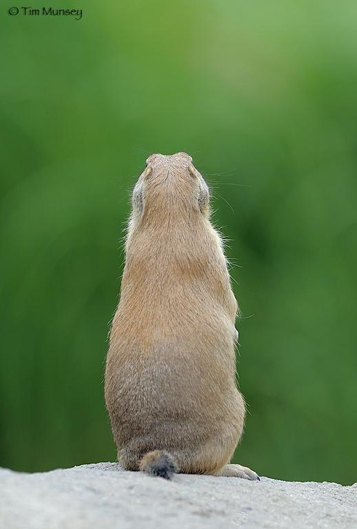 Marmot sulk.jpg